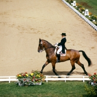 Picture of christine stuckelberger riding granat at dressage championships, goodwood house
