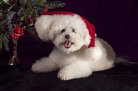Picture of Christmas Bichon Frise