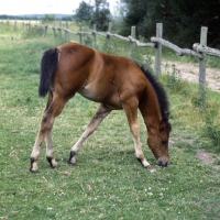 Picture of chunky quarter horse foal grazing