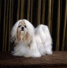 Picture of cijena saucy's sweet sprite,  shih tzu in studio