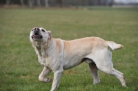 Picture of Cimarron Uruquayo dog barking and running