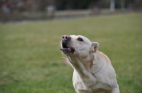 Picture of Cimarron Uruquayo dog barking and howling