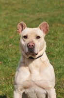 Picture of Cimarron Uruquayo dog looking at camera