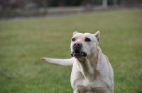 Picture of Cimarron Uruquayo dog running and about to bark