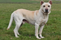 Picture of Cimarron Uruquayo dog, standing on grass and looking at camera