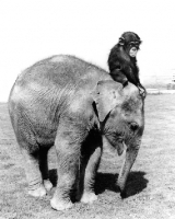 Picture of Cimpanzee sitting on Elephant