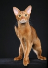 Picture of Cinnamon Abyssinian male standing to front, back feet planted squarely, tail up, looking at camera against a black background.