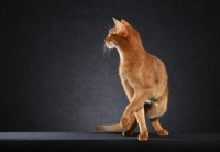 Picture of Cinnamon Abyssinian turning to left, head in profile, paw raised to complete turn, against black background