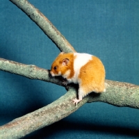 Picture of cinnamon banded hamster climbing a branch