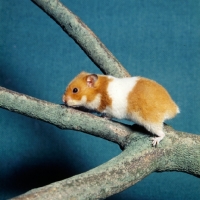 Picture of cinnamon banded hamster on a branch