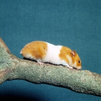 Picture of cinnamon banded hamster perched on a branch