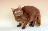 Picture of cinnamon British Shorthair cat