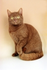 Picture of cinnamon British Shorthair cat, sitting down