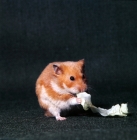 Picture of cinnamon golden hamster eating lettuce