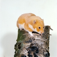Picture of cinnamon hamster climbing on a tree stump