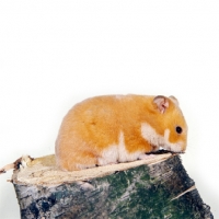 Picture of cinnamon hamster side view