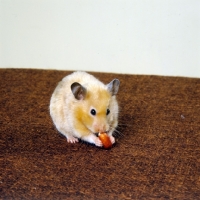 Picture of cinnamon satin hamster eating peanut