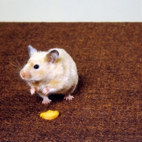 Picture of cinnamon satin hamster with slice of carrot