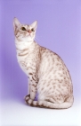 Picture of cinnamon silver spotted Ocicat sitting on purple background