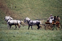 Picture of cirencester park, gieves carriage driving marathon â€˜75