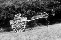 Picture of Cirencester park, horse pulling carriage