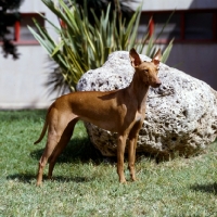 Picture of cirneco dell'etna standing beside a rock