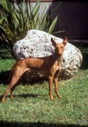 Picture of cirneco dell'etna standing near a rock