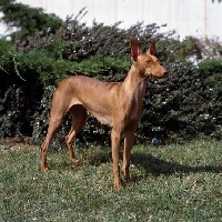 Picture of cirneco dell'etna standing on grass