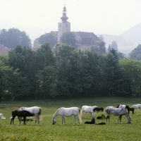 Picture of classic scene of lipizzaner mares and foals at piber