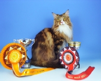 Picture of Classic Tabby and White Maine Coon with awards