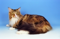 Picture of Classic Tabby and White Maine Coon, lying down