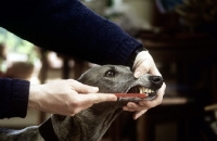 Picture of cleaning the teeth of a greyhound with tooth brush