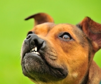 Picture of cleft pallate Staffordshire Bull Terrier