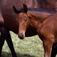 Picture of Cleveland Bay foal