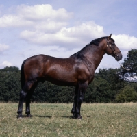 Picture of Cleveland Bay, full body 