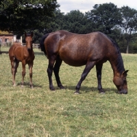 Picture of Cleveland Bay grazing with foal