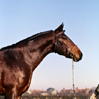 Picture of Cleveland Bay, head and shoulders shot 