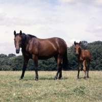 Picture of Cleveland Bay mare with foal 
