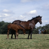 Picture of Cleveland Bay mare with foal