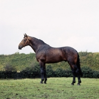 Picture of Cleveland Bay stallion  