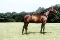 Picture of cleveland bay stallion