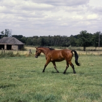 Picture of Cleveland Bay walking full body 