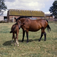 Picture of Cleveland Bay with foal