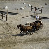 Picture of Cleveland Bays 4 in hand driving competition, zug