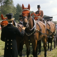 Picture of Cleveland Bays 4 in hand driving competition