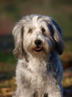 Picture of clipped Bearded Collie, front view