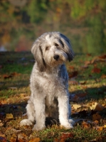 Picture of clipped Bearded Collie looking at camera