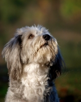 Picture of clipped Bearded Collie portrait