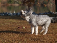 Picture of clipped Bearded Collie shaking