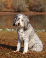 Picture of clipped Bearded Collie
